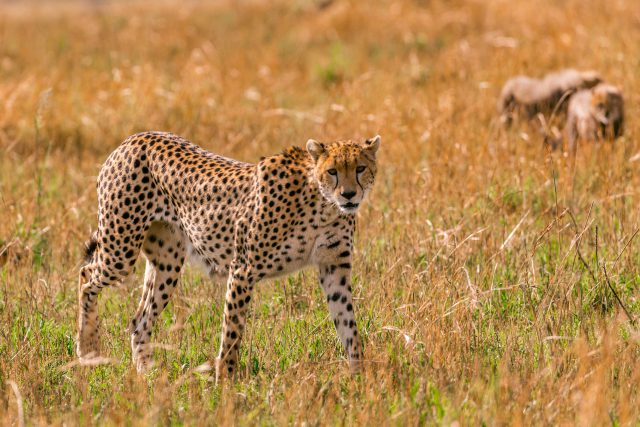 Jaka gra zoo najlepsza? – TOP 5